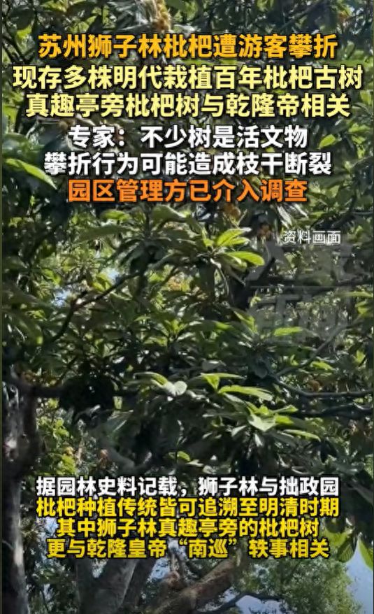 明代栽植百年枇杷古树专家：园区管理方已介入调查CQ9电子网站苏州狮子林枇杷遭游客